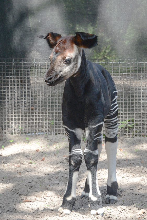 okapi-male calf rgb