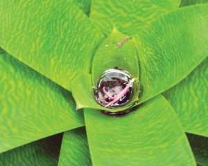 The truth about bromeliads and mosquitoes