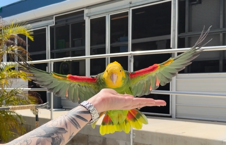 Local Wildlife: Parrot spreads its wings at aquarium